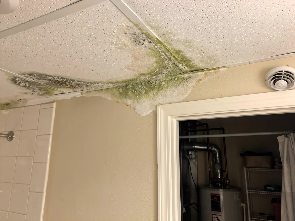 Warning signs that mold is brewing in Coral Springs homes